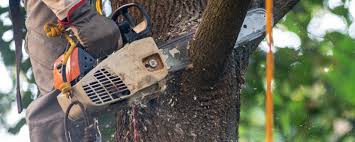 Best Tree Cabling and Bracing  in Ferndale, MD