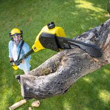Reliable Ferndale, MD Tree Care Solutions
