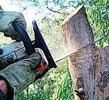 Best Tree Trimming and Pruning  in Ferndale, MD