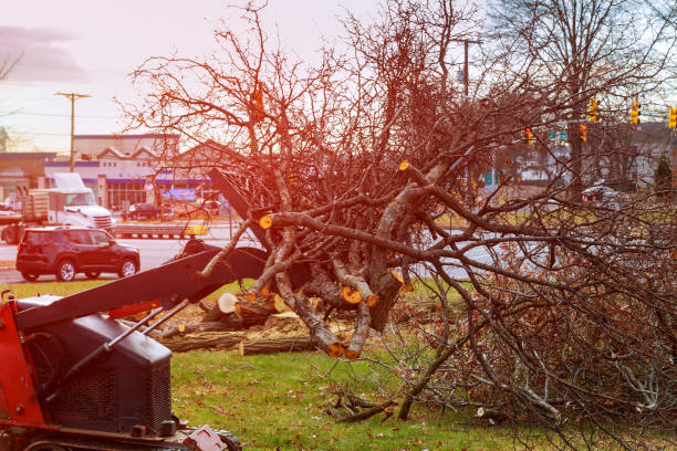 Best Fruit Tree Pruning  in Ferndale, MD