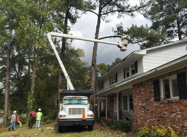 How Our Tree Care Process Works  in  Ferndale, MD