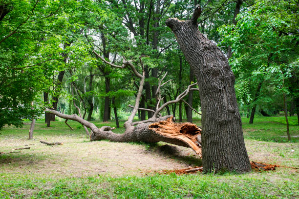 Best Commercial Tree Services  in Ferndale, MD