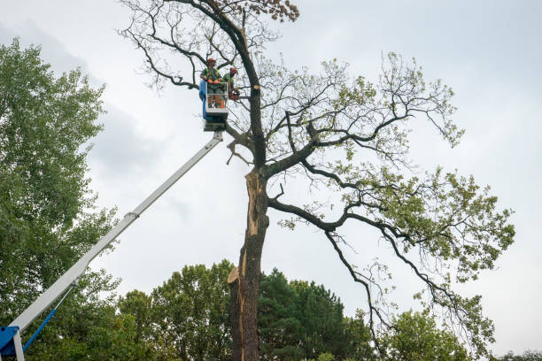 Best Emergency Tree Removal  in Ferndale, MD