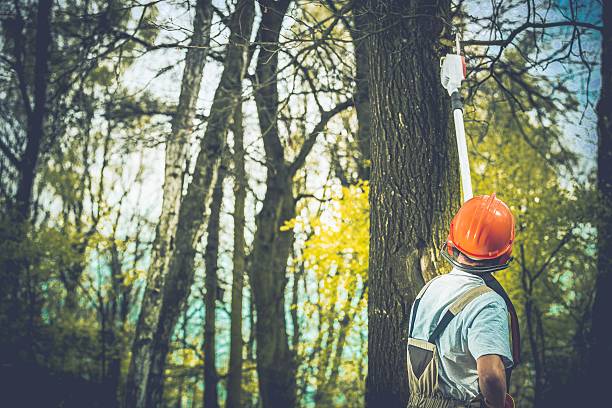 Best Tree Maintenance Programs  in Ferndale, MD